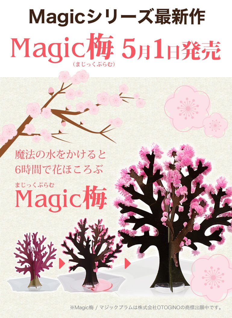 Magic梅 魔法の水をかけると6時間で花ほころぶ 5 1発売 送料無料 クムクム B2b卸と仕入れのマーケットプレイス