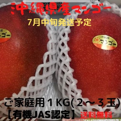 【７月中旬発送予定】【ご家庭用1㎏】沖縄産完熟アップルマンゴー　2〜3玉　〜農薬不使用、有機栽培〜